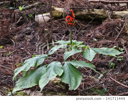 夏季在林下灌木叢中結出紅色漿果的天南星(Arisaema ringens)。 夏季在林下灌木叢中結出紅色漿果的天南星(Arisaema ringens)。 141711449