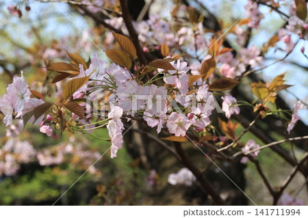 櫻花特寫鏡頭 櫻花特寫鏡頭 141711994