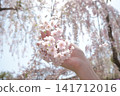 櫻桃樹 141712016