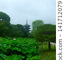 Toji Temple's Five-Storied Pagoda and Lotus Flowers: A Summer Temple Landscape in Kyoto 141712079