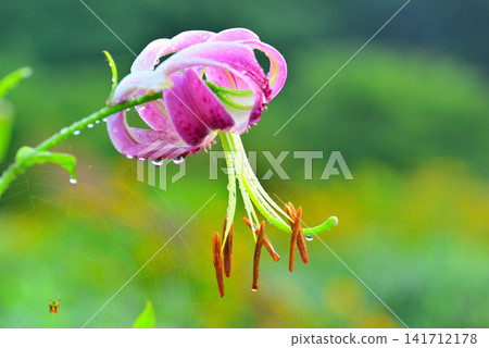 Lilium speciosum, adorned with morning dew. Lilium speciosum, adorned with morning dew. 141712178