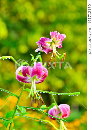 Lilium speciosum, adorned with morning dew. Lilium speciosum, adorned with morning dew. 141712180