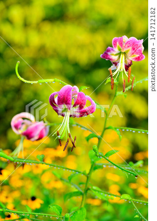 Lilium speciosum, adorned with morning dew. Lilium speciosum, adorned with morning dew. 141712182
