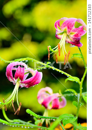 Lilium speciosum, adorned with morning dew. Lilium speciosum, adorned with morning dew. 141712183