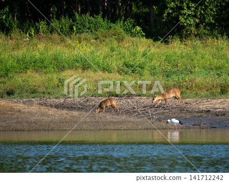 Wild deer grazing near the lake shore with dense green forest in the background during daylight 141712242