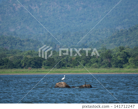 Great egret and water birds perched on rocks in a tranquil lake against a scenic mountain backdrop Great egret and water birds perched on rocks in a tranquil lake against a scenic mountain backdrop 141712247