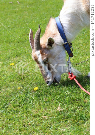 A landscape of Tomamu, Shimukappu, Hokkaido: Goats grazing. A landscape of Tomamu, Shimukappu, Hokkaido: Goats grazing. 141712253