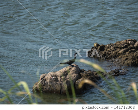 Black water bird flying low over the water surface of a calm lake in nature Black water bird flying low over the water surface of a calm lake in nature 141712308