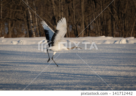 美麗的丹頂鶴是日本的代表性野生鳥類，在北海道可以看到它們優雅地翱翔在白雪皚皚的冬季平原上。 141712442