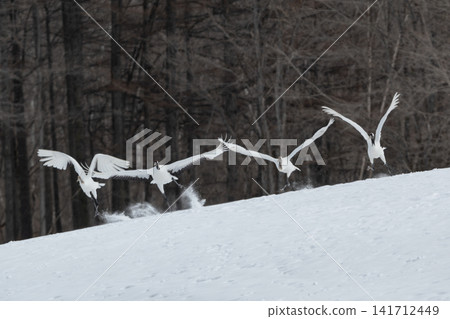 The beautiful red-crowned crane, a representative wild bird of Japan, can be seen in Hokkaido, soaring gracefully across the snow-covered winter plains. The beautiful red-crowned crane, a representative wild bird of Japan, can be seen in Hokkaido, soaring gracefully across the snow-covered winter plains. 141712449