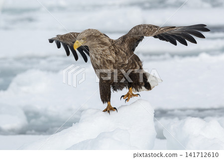 In the depths of winter in Hokkaido, the Steller's sea eagle and white-tailed eagle, migratory birds designated as natural monuments, spend their time on frozen lakes and drift ice. In the depths of winter in Hokkaido, the Steller's sea eagle and white-tailed eagle, migratory birds designated as natural monuments, spend their time on frozen lakes and drift ice. 141712610