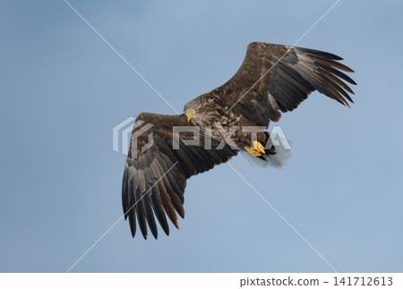 In the depths of winter in Hokkaido, the Steller's sea eagle and white-tailed eagle, migratory birds designated as natural monuments, spend their time on frozen lakes and drift ice. In the depths of winter in Hokkaido, the Steller's sea eagle and white-tailed eagle, migratory birds designated as natural monuments, spend their time on frozen lakes and drift ice. 141712613