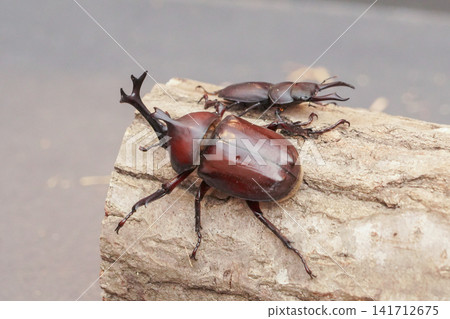 Male rhinoceros beetles and stag beetles Male rhinoceros beetles and stag beetles 141712675