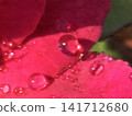 玫瑰花瓣上排列著的水滴的微距照片 141712680