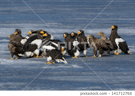 Steller's sea eagles and white-tailed eagles, natural monuments, descend upon the frozen lakes and drift ice of Shiretoko and Nemuro in the dead of winter. Steller's sea eagles and white-tailed eagles, natural monuments, descend upon the frozen lakes and drift ice of Shiretoko and Nemuro in the dead of winter. 141712768