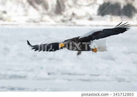 Steller's sea eagles and white-tailed eagles, natural monuments, descend upon the frozen lakes and drift ice of Shiretoko and Nemuro in the dead of winter. Steller's sea eagles and white-tailed eagles, natural monuments, descend upon the frozen lakes and drift ice of Shiretoko and Nemuro in the dead of winter. 141712803