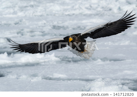 Steller's sea eagles and white-tailed eagles, natural monuments, descend upon the frozen lakes and drift ice of Shiretoko and Nemuro in the dead of winter. Steller's sea eagles and white-tailed eagles, natural monuments, descend upon the frozen lakes and drift ice of Shiretoko and Nemuro in the dead of winter. 141712820
