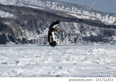 Steller's sea eagles and white-tailed eagles, natural monuments, descend upon the frozen lakes and drift ice of Shiretoko and Nemuro in the dead of winter. Steller's sea eagles and white-tailed eagles, natural monuments, descend upon the frozen lakes and drift ice of Shiretoko and Nemuro in the dead of winter. 141712833