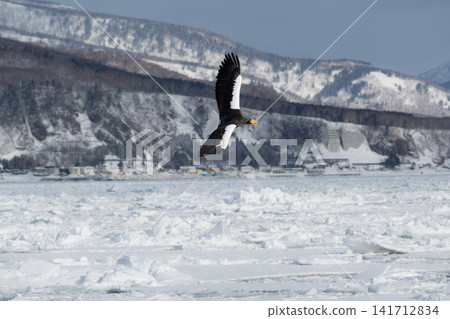 Steller's sea eagles and white-tailed eagles, natural monuments, descend upon the frozen lakes and drift ice of Shiretoko and Nemuro in the dead of winter. Steller's sea eagles and white-tailed eagles, natural monuments, descend upon the frozen lakes and drift ice of Shiretoko and Nemuro in the dead of winter. 141712834