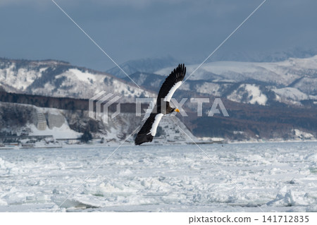 Steller's sea eagles and white-tailed eagles, natural monuments, descend upon the frozen lakes and drift ice of Shiretoko and Nemuro in the dead of winter. Steller's sea eagles and white-tailed eagles, natural monuments, descend upon the frozen lakes and drift ice of Shiretoko and Nemuro in the dead of winter. 141712835