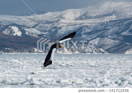 Steller's sea eagles and white-tailed eagles, natural monuments, descend upon the frozen lakes and drift ice of Shiretoko and Nemuro in the dead of winter. Steller's sea eagles and white-tailed eagles, natural monuments, descend upon the frozen lakes and drift ice of Shiretoko and Nemuro in the dead of winter. 141712836