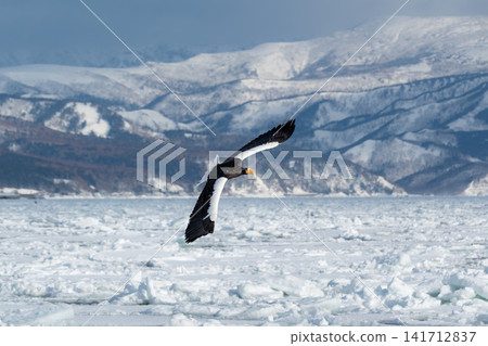 Steller's sea eagles and white-tailed eagles, natural monuments, descend upon the frozen lakes and drift ice of Shiretoko and Nemuro in the dead of winter. Steller's sea eagles and white-tailed eagles, natural monuments, descend upon the frozen lakes and drift ice of Shiretoko and Nemuro in the dead of winter. 141712837
