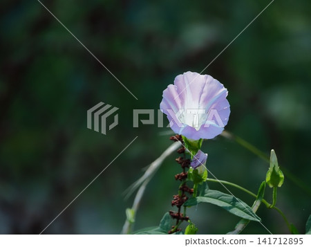 夏季盛開的牽牛花 夏季盛開的牽牛花 141712895