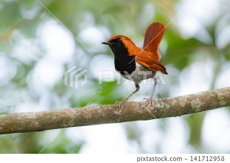 A male Okinawan endemic orange-colored Ryukyu Robin: A beautiful wild bird, an endangered species and a national natural monument, photographed in the Yanbaru forest. A male Okinawan endemic orange-colored Ryukyu Robin: A beautiful wild bird, an endangered species and a national natural monument, photographed in the Yanbaru forest. 141712958