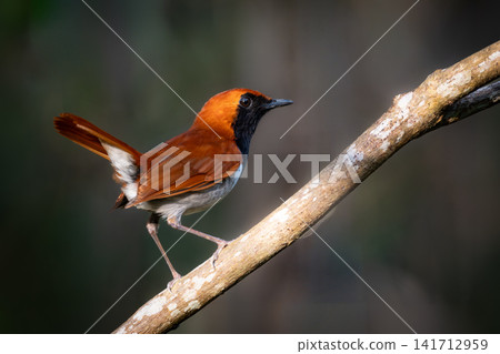A male Okinawan endemic orange-colored Ryukyu Robin: A beautiful wild bird, an endangered species and a national natural monument, photographed in the Yanbaru forest. A male Okinawan endemic orange-colored Ryukyu Robin: A beautiful wild bird, an endangered species and a national natural monument, photographed in the Yanbaru forest. 141712959