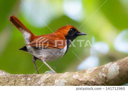 A male Okinawan endemic orange-colored Ryukyu Robin: A beautiful wild bird, an endangered species and a national natural monument, photographed in the Yanbaru forest. A male Okinawan endemic orange-colored Ryukyu Robin: A beautiful wild bird, an endangered species and a national natural monument, photographed in the Yanbaru forest. 141712960