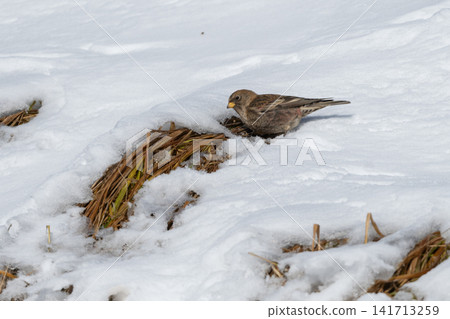 Flocks of long-tailed rosefinches gathered on a snow-covered slope: Adorable and beautiful wild birds surviving the harsh winter. Flocks of long-tailed rosefinches gathered on a snow-covered slope: Adorable and beautiful wild birds surviving the harsh winter. 141713259