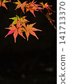 Vibrant autumn leaves illuminated by gentle sunlight 141713370