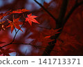 Vibrant autumn leaves illuminated by gentle sunlight 141713371