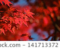 Vibrant autumn leaves illuminated by gentle sunlight 141713372
