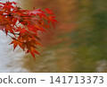 Vibrant autumn leaves illuminated by gentle sunlight 141713373