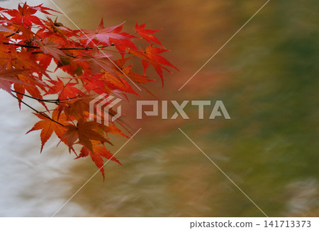 Vibrant autumn leaves illuminated by gentle sunlight Vibrant autumn leaves illuminated by gentle sunlight 141713373