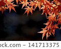 Vibrant autumn leaves illuminated by gentle sunlight 141713375
