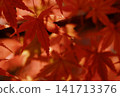 Vibrant autumn leaves illuminated by gentle sunlight 141713376