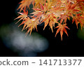 Vibrant autumn leaves illuminated by gentle sunlight 141713377