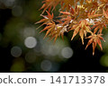 Vibrant autumn leaves illuminated by gentle sunlight 141713378