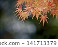 Vibrant autumn leaves illuminated by gentle sunlight 141713379