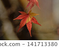 Vibrant autumn leaves illuminated by gentle sunlight 141713380
