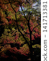 Vibrant autumn leaves illuminated by gentle sunlight 141713381