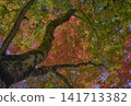 Vibrant autumn leaves illuminated by gentle sunlight 141713382