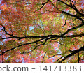 Vibrant autumn leaves illuminated by gentle sunlight 141713383