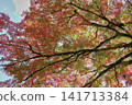 Vibrant autumn leaves illuminated by gentle sunlight 141713384
