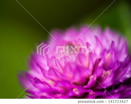 The globe amaranth (Gomphrena globosa) stands out with its vibrant purple bracts. The globe amaranth (Gomphrena globosa) stands out with its vibrant purple bracts. 141713427