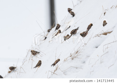 成群的長尾朱雀聚集在白雪皚皚的山坡上:這些可愛美麗的野生鳥類在嚴酷的冬季中生存下來的自然生態。 成群的長尾朱雀聚集在白雪皚皚的山坡上:這些可愛美麗的野生鳥類在嚴酷的冬季中生存下來的自然生態。 141713445