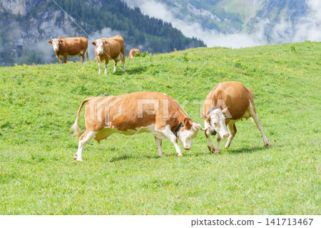 Beautiful scenic view of Simmental or Fleckvieh Cows with cowbell grazing on colorful wildflower green meadow in summer. Spectacular snow capped European Alps mountains in background, alpine landscape Beautiful scenic view of Simmental or Fleckvieh Cows with cowbell grazing on colorful wildflower green meadow in summer. Spectacular snow capped European Alps mountains in background, alpine landscape 141713467