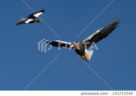 Under the blue sky, Steller's sea eagles and white-tailed eagles, natural monuments, migrate to the frozen lakes and coastlines of Shiretoko and Nemuro in the depths of winter. Under the blue sky, Steller's sea eagles and white-tailed eagles, natural monuments, migrate to the frozen lakes and coastlines of Shiretoko and Nemuro in the depths of winter. 141713549